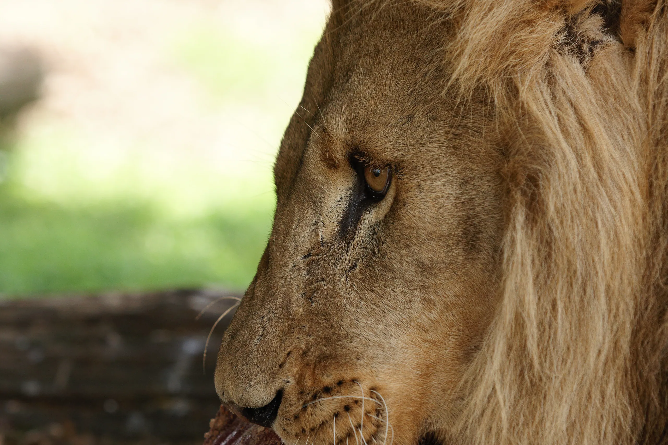 African Lion