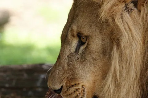 African Lion