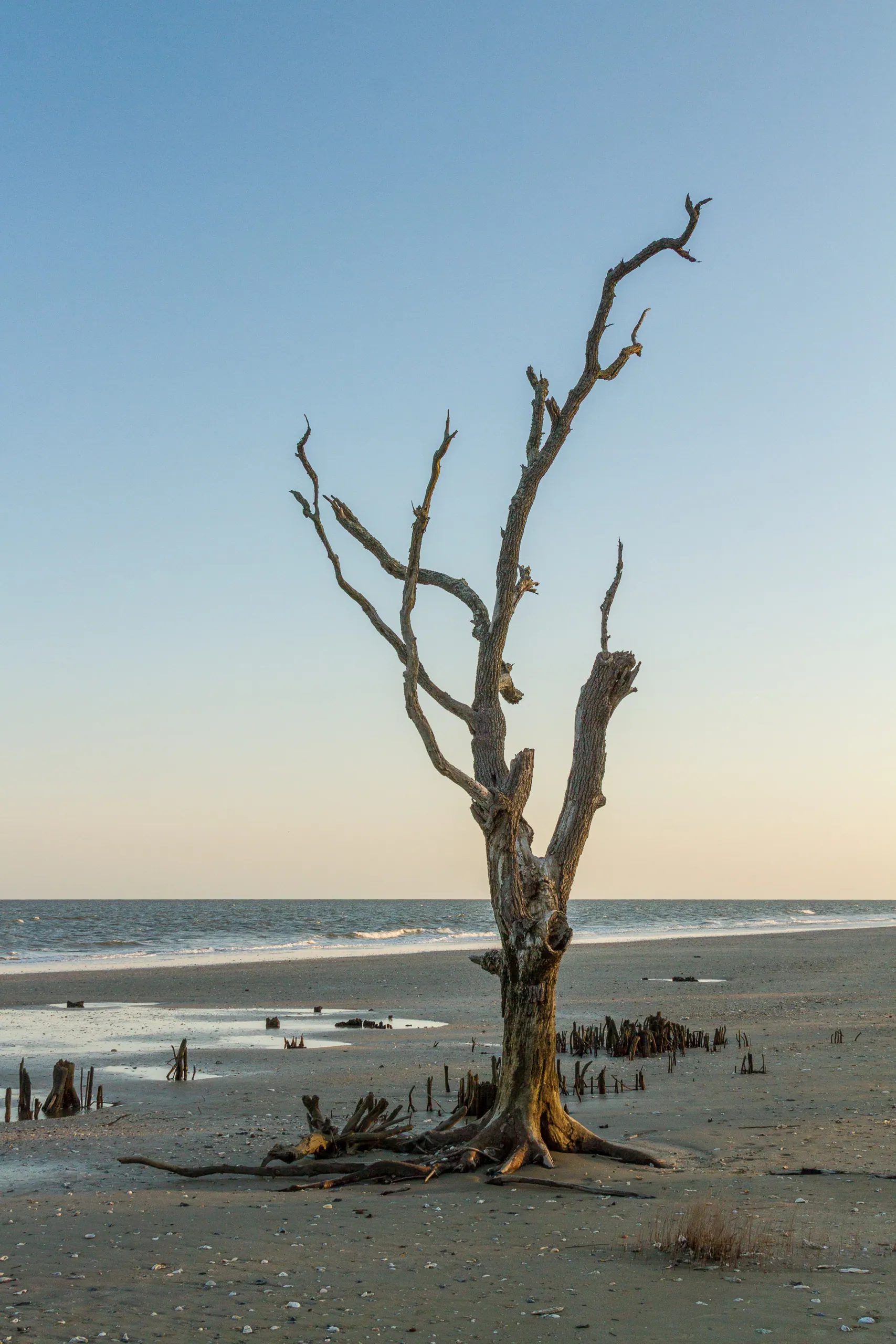 Botany Bay's Ghost Oaks