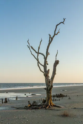 Botany Bay's Ghost Oaks