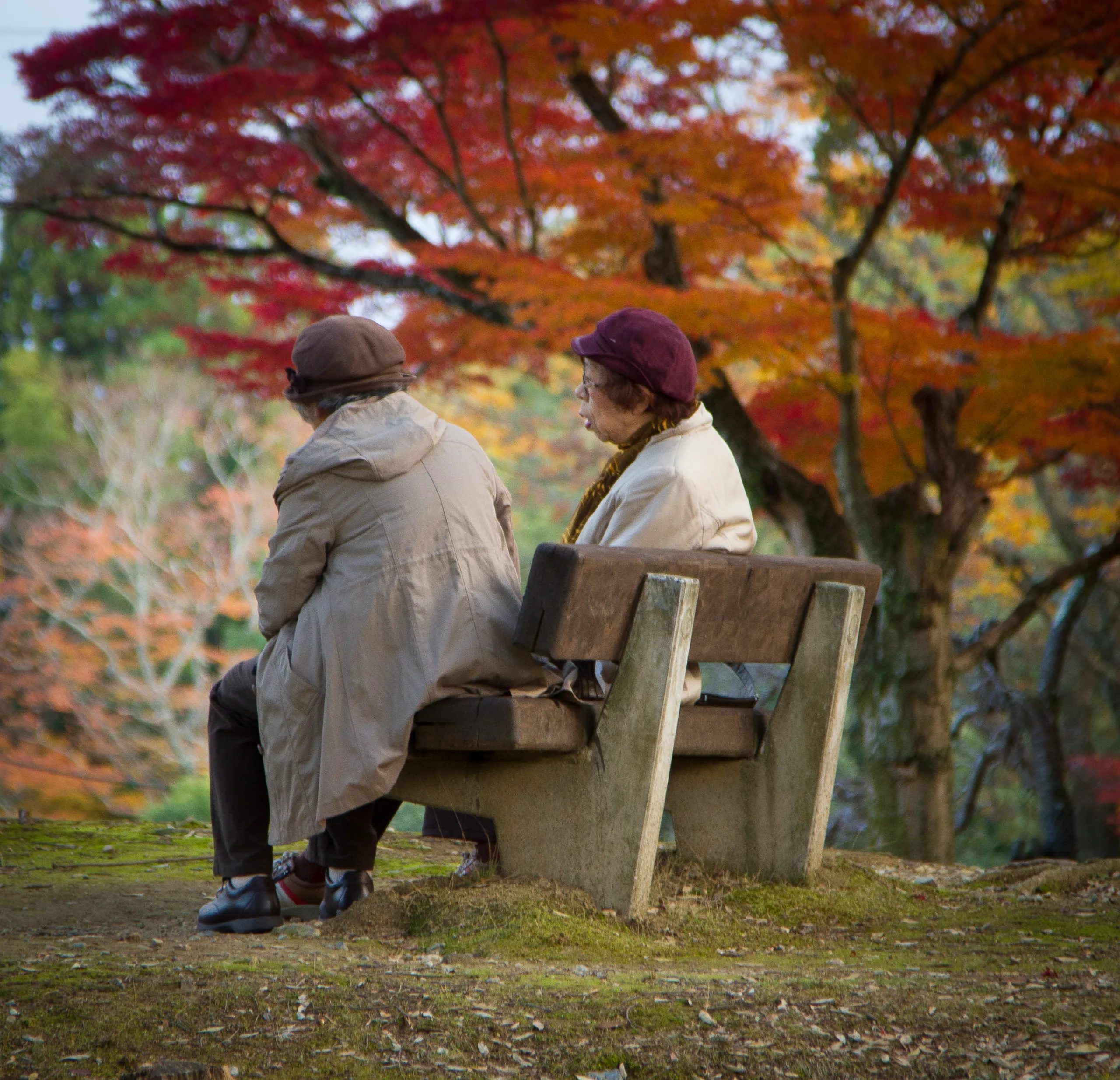 Catching up, Nara Park