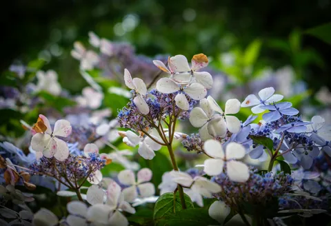 Flowers, Trelissick Gardens