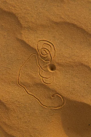 Animal Trail in Red Sand Dunes, Mui Ne