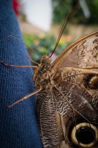 Owl Butterfly on my leg