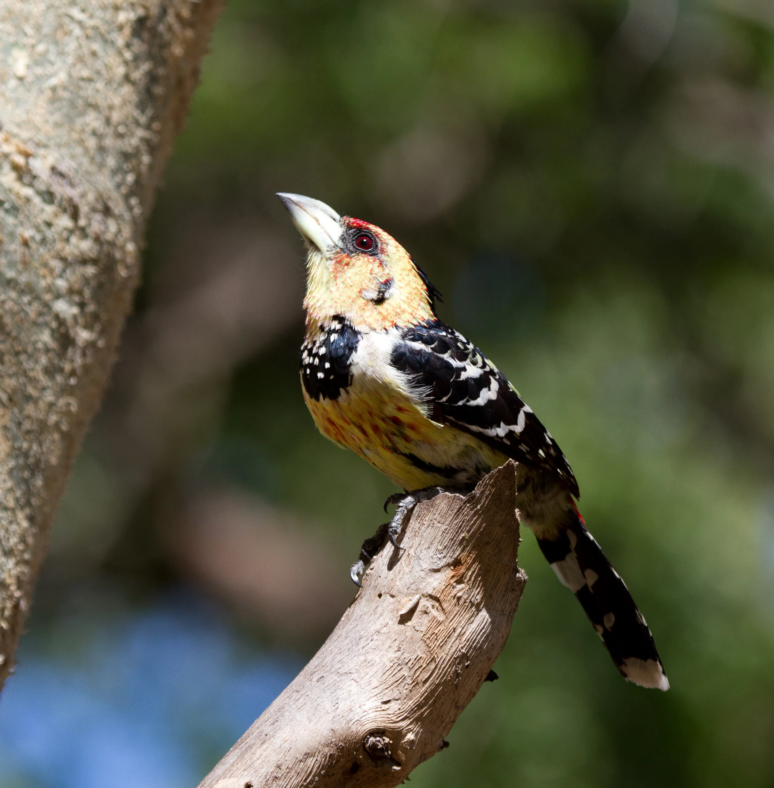Crested Barbet