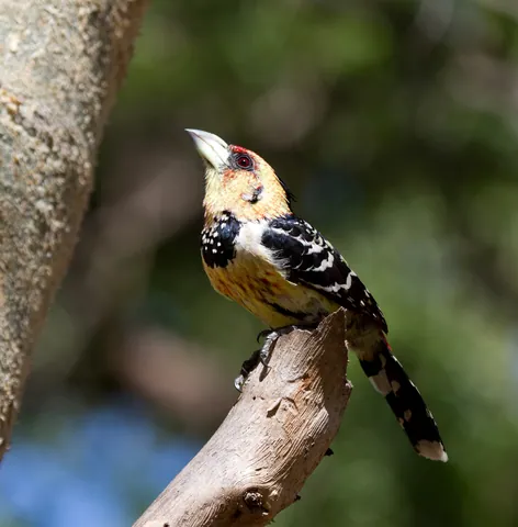 Crested Barbet