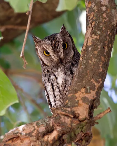 Scops Owl