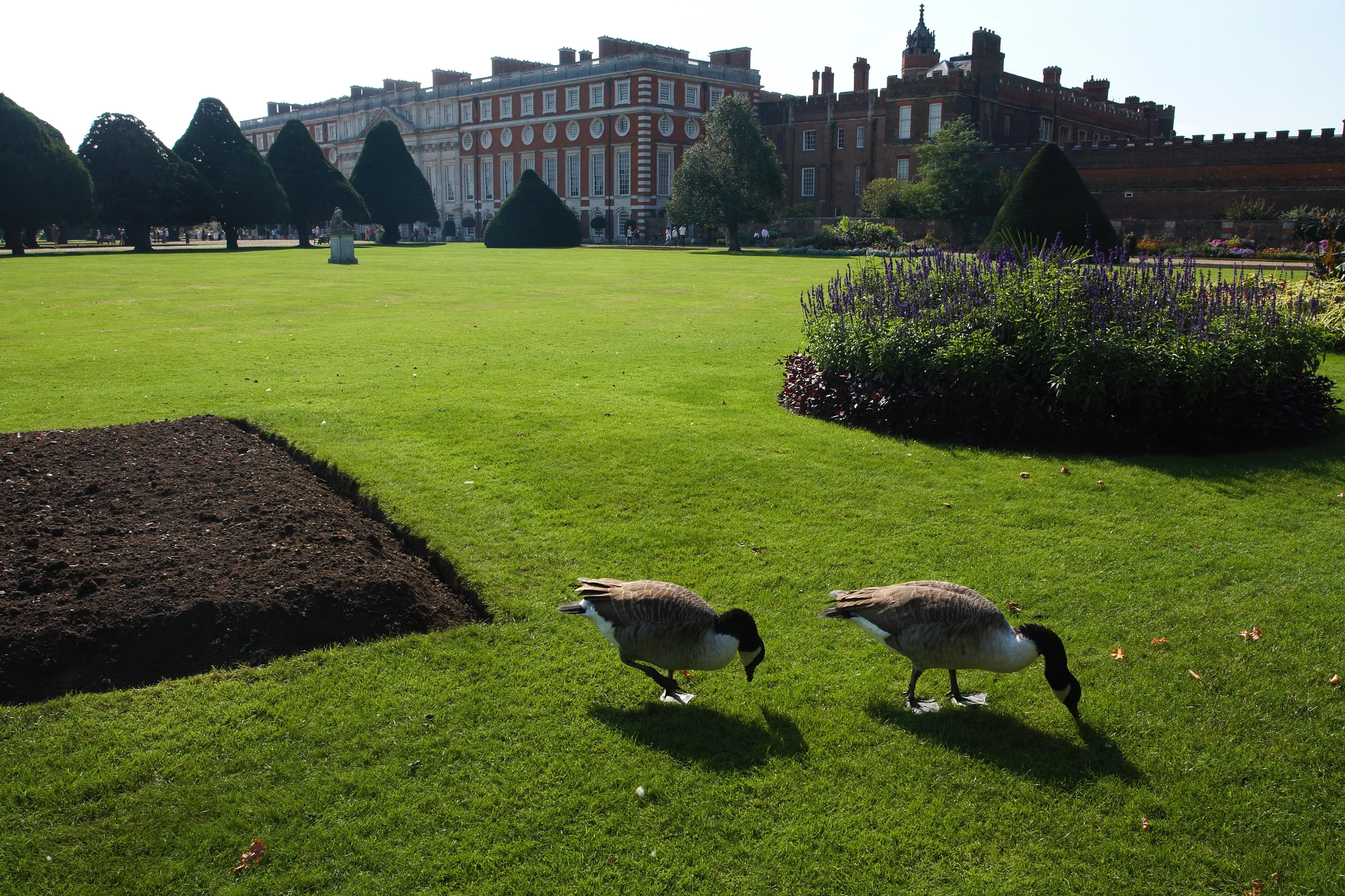 Hampton Court Palace Gardens