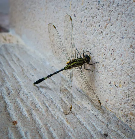 Dragonfly, Four Seasons Sayan