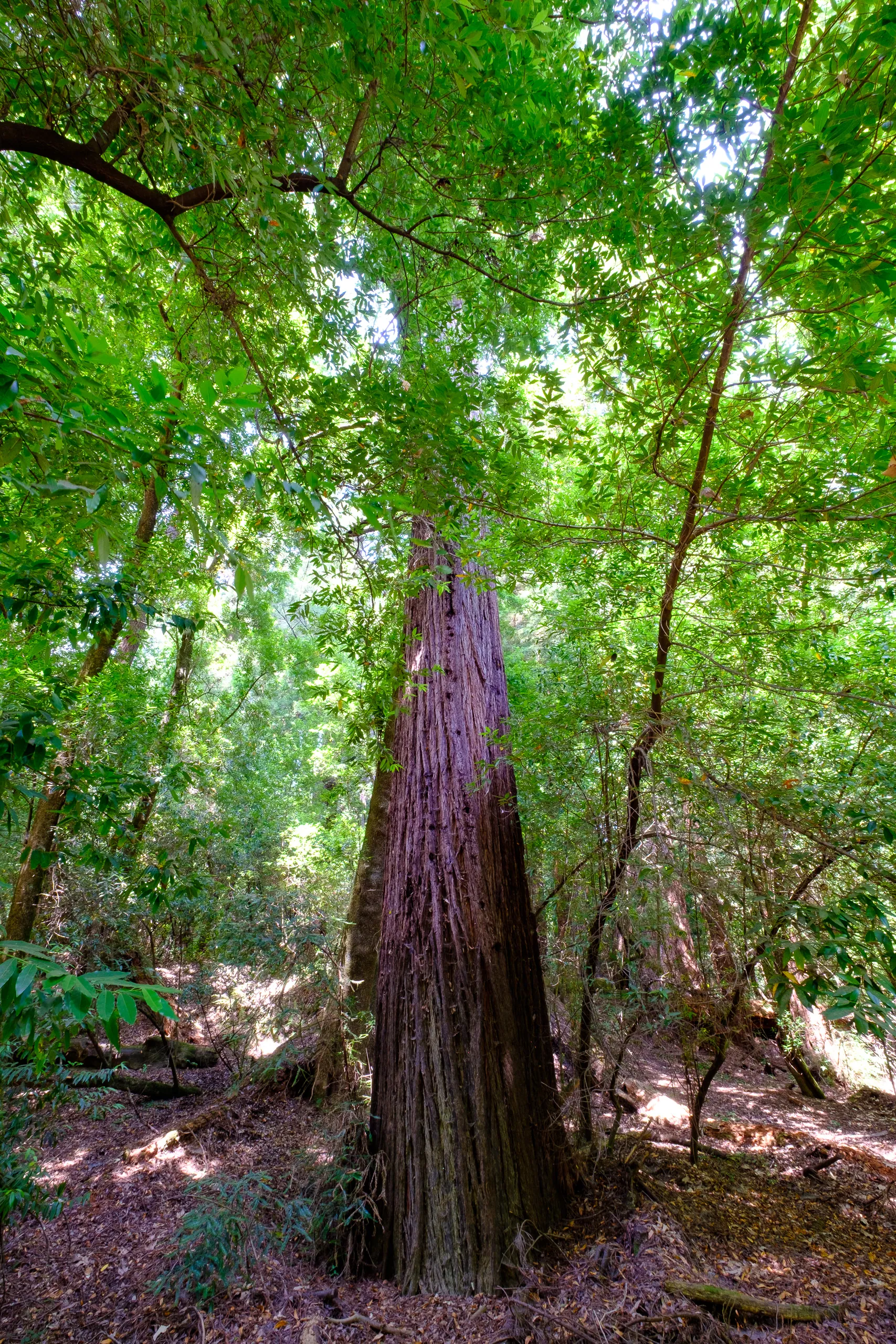 Henry Cowell Redwoods State Park