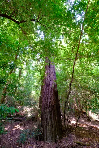Henry Cowell Redwoods State Park