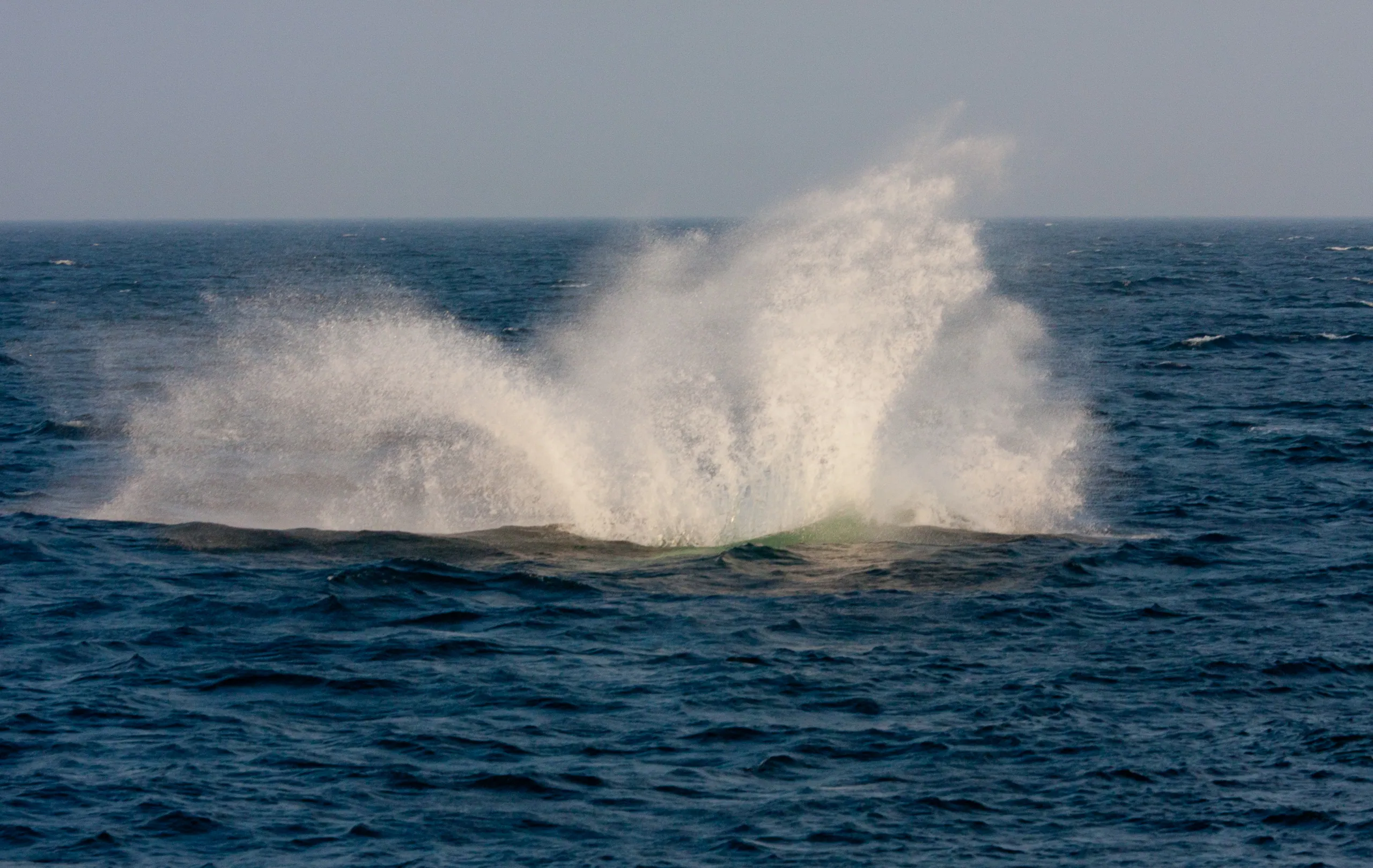 Humpback Whale Splashing Down, Stellwagen Bank