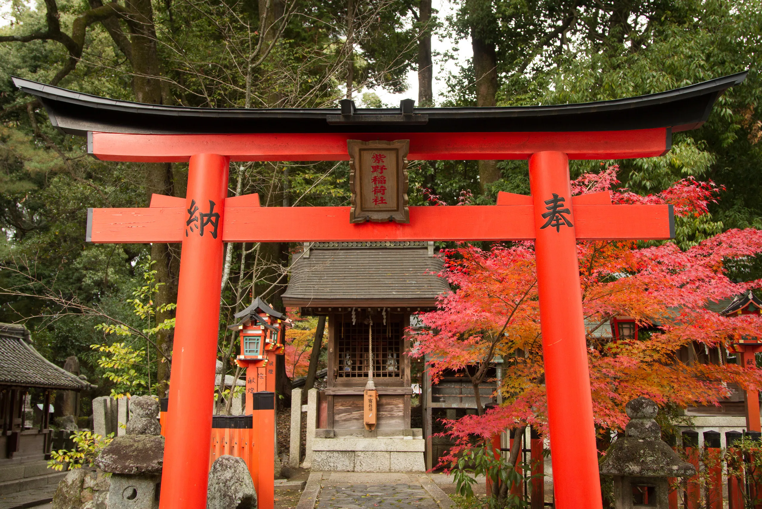 Torii gate at Imamiya Shrine, Kyoto