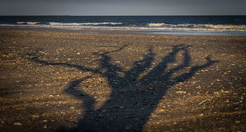 Botany Bay's Ghost Oaks
