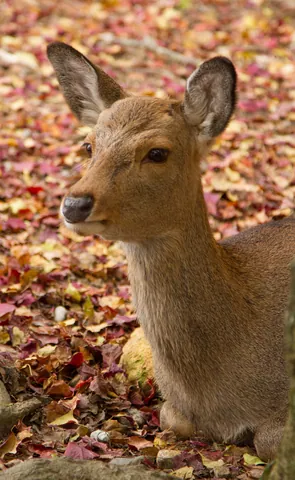 Tame doe and autumn colours, Nara Park