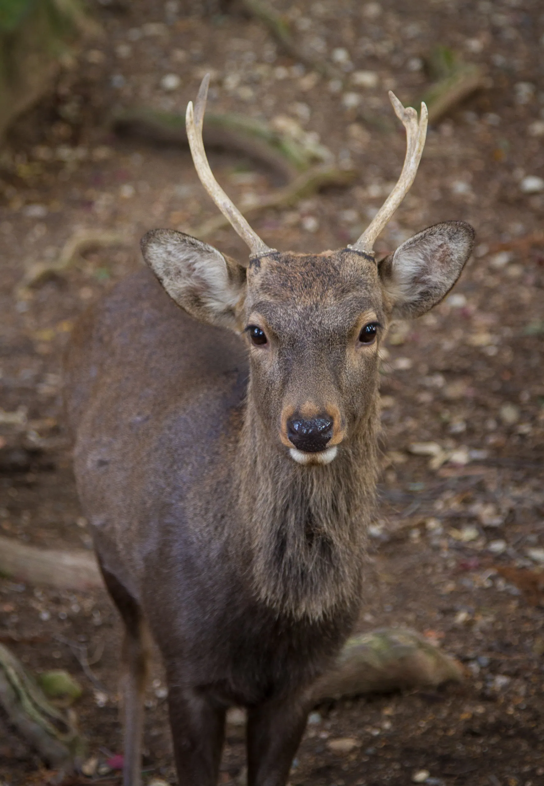 Tame deer stag, Nara Park