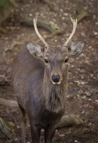 Tame deer stag, Nara Park