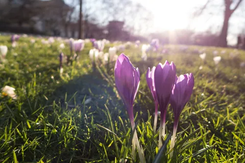 St James Park Sunshine