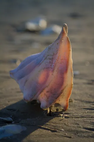 Sunset Shell, Botany Bay