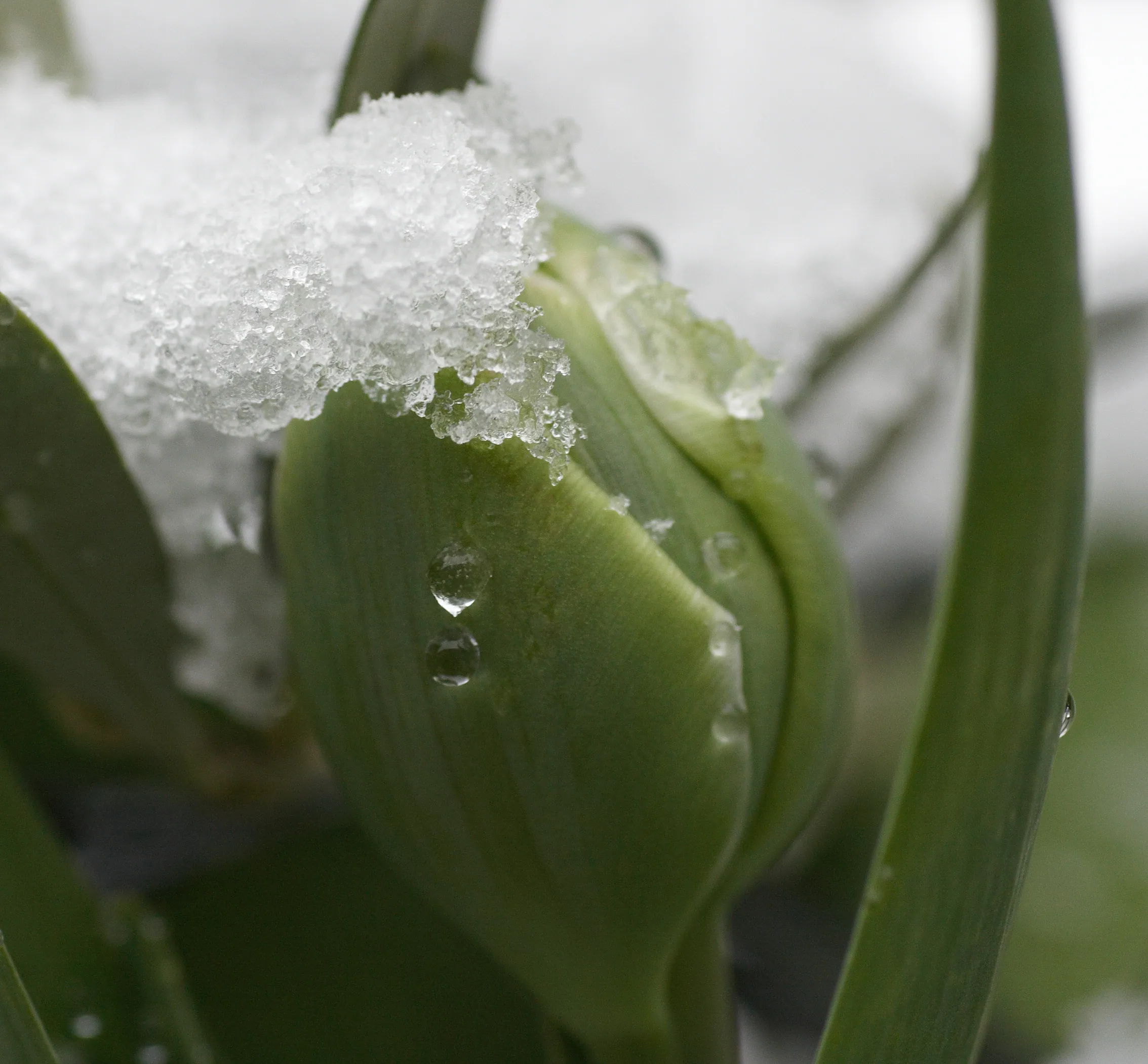 Macro Snow and Flowers
