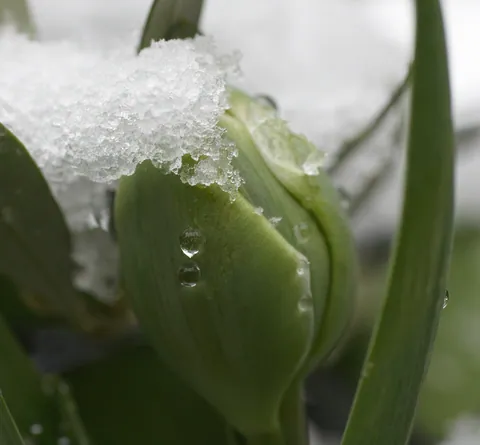 Macro Snow and Flowers
