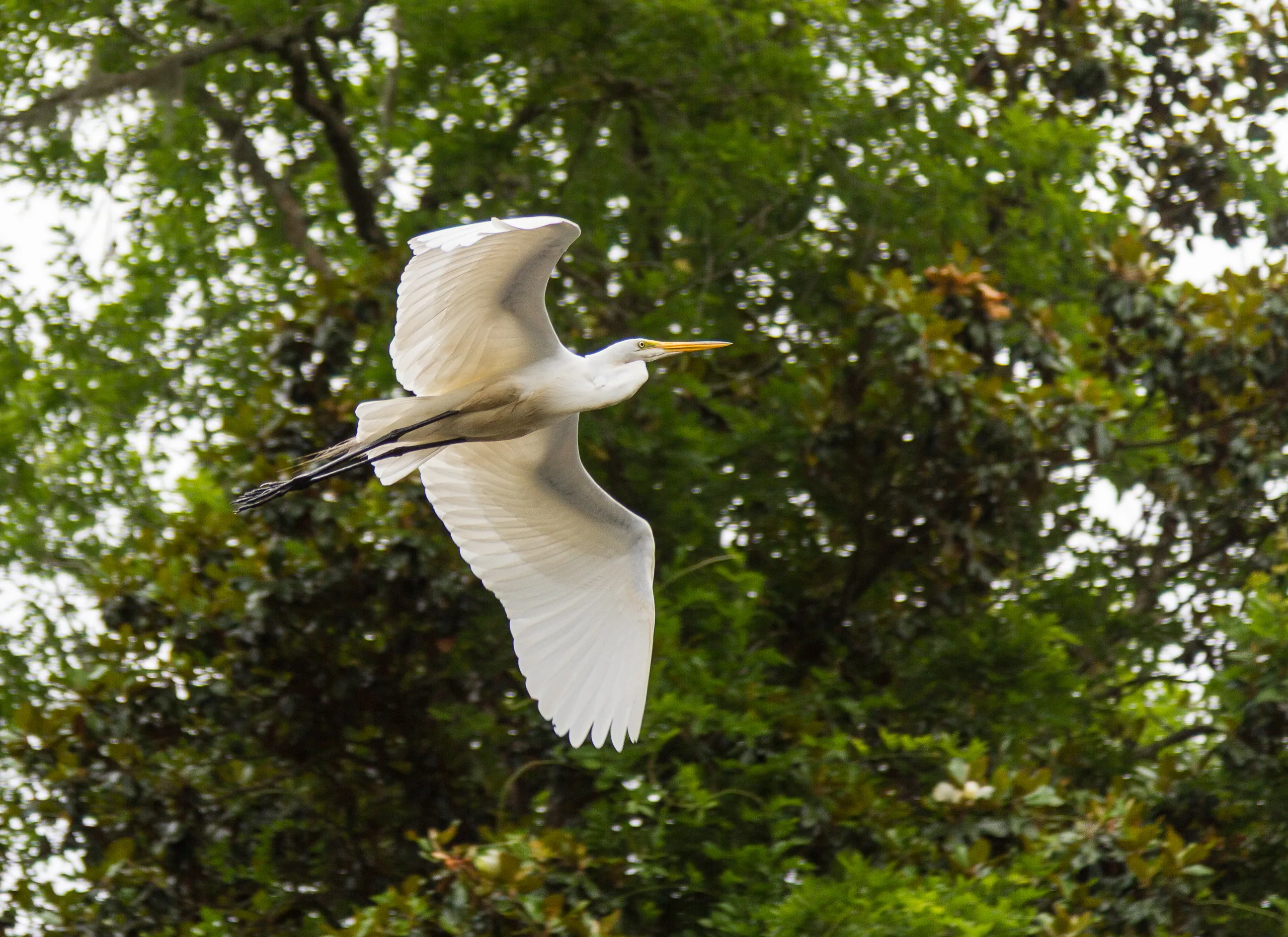 Flying Great Egret, Middleton Place
