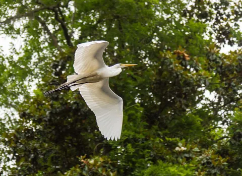 Flying Great Egret, Middleton Place