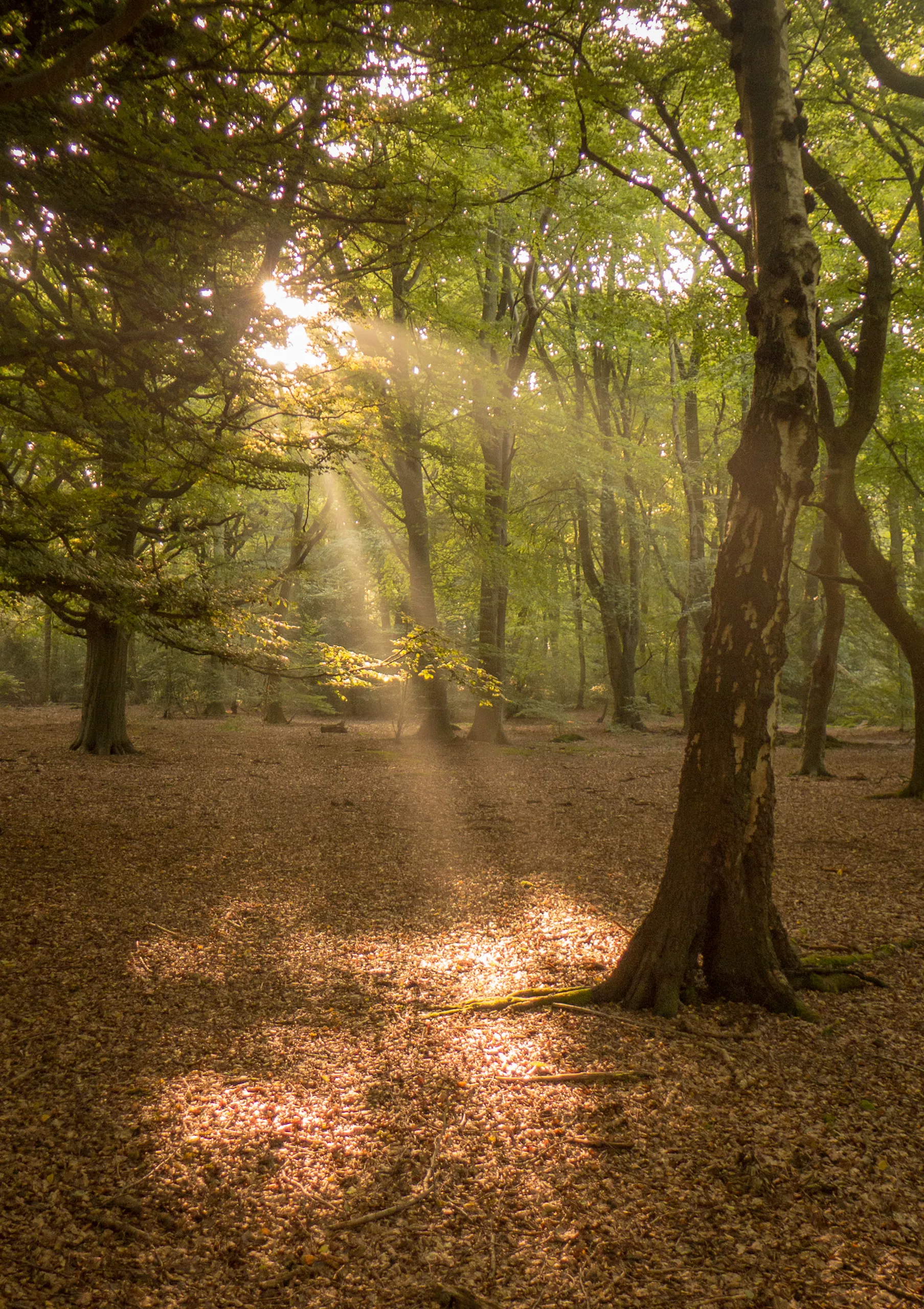 Misty woods of Catslip, Oxfordshire