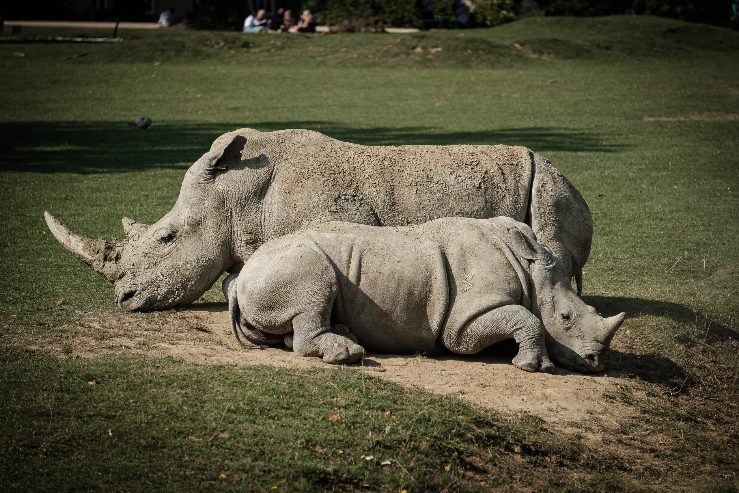 Cotswold Wildlife Park - Rhinos
