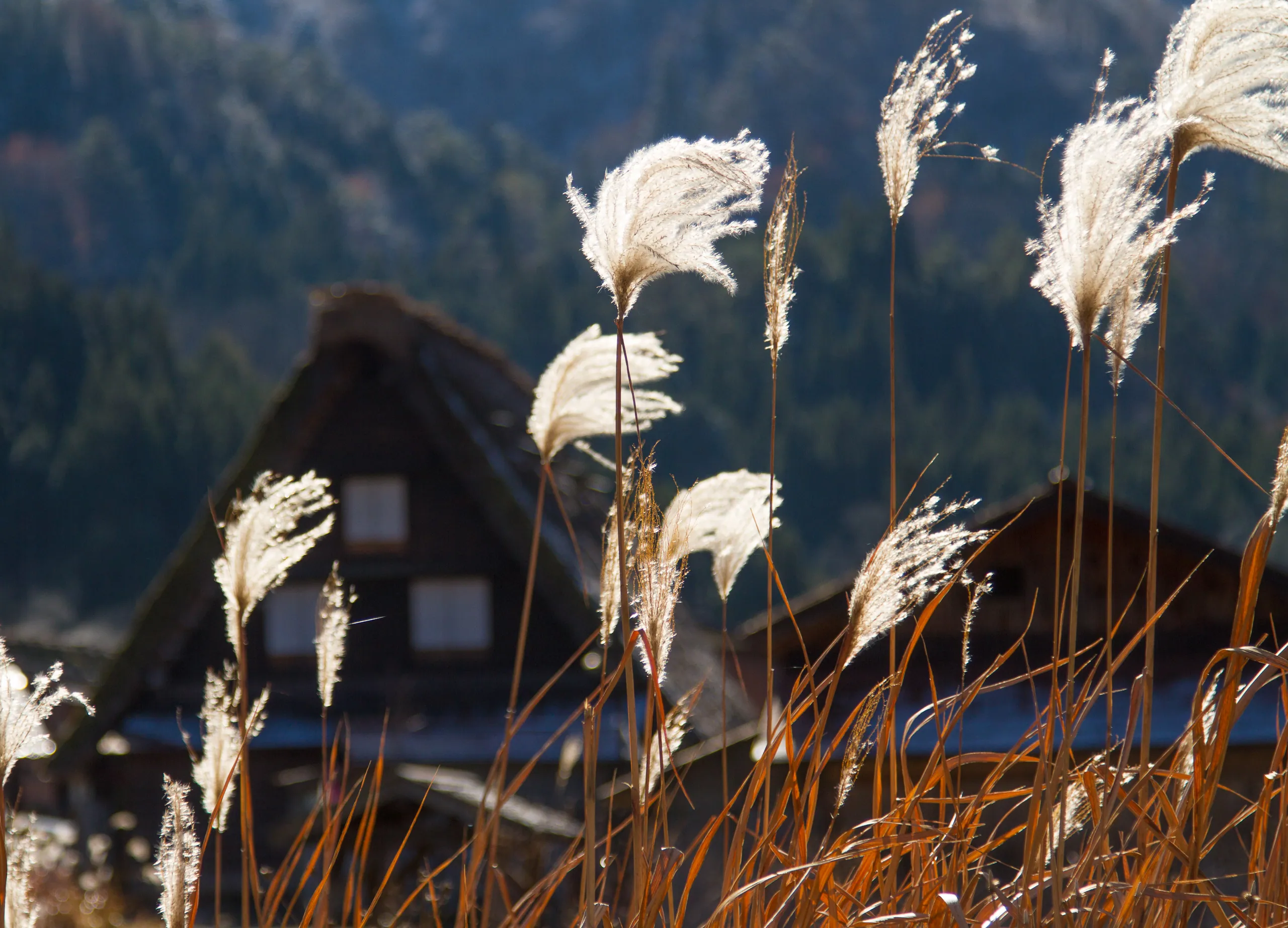Tall grasses and gassho-zukuri farmhouses, Ogimachi, Shirakawa-go