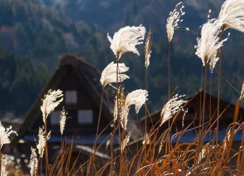Tall grasses and gassho-zukuri farmhouses, Ogimachi, Shirakawa-go
