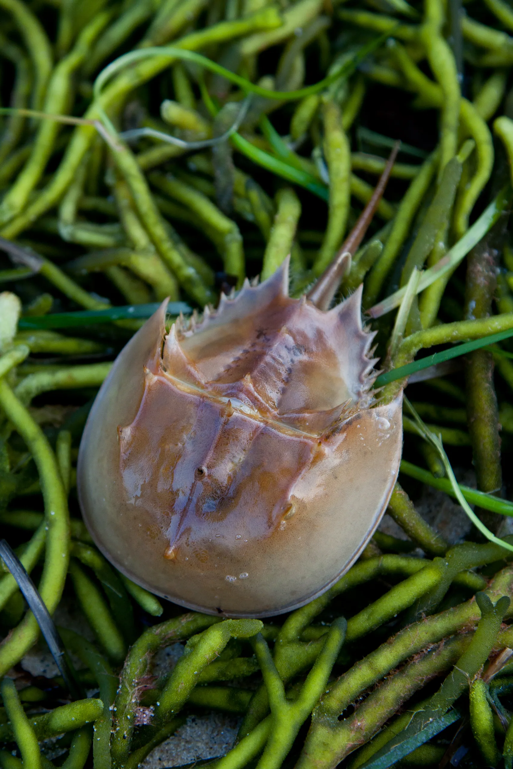 Baby Horseshoe Crab and Kelp, Stage Harbor