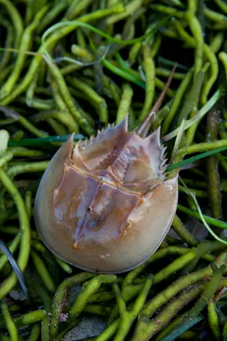 Baby Horseshoe Crab and Kelp, Stage Harbor