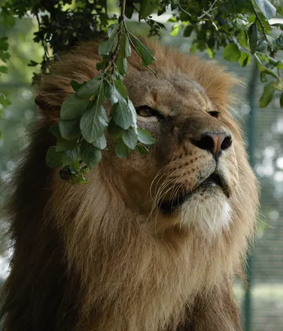 African Lion