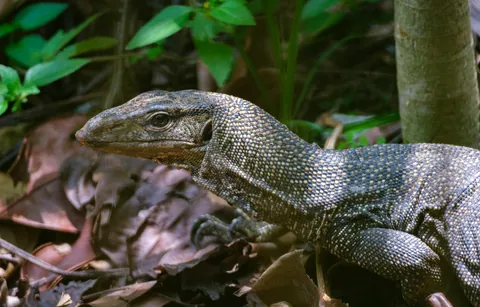 Clouded Monitor Lizard, Botanic Gardens