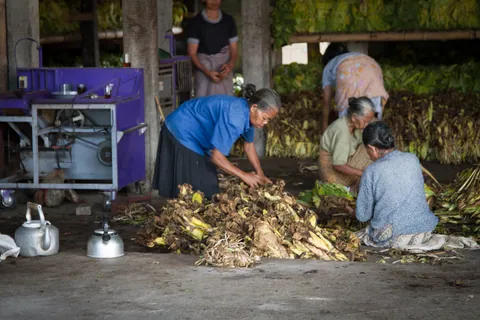 Tobacco Ladies of Candirejo Village, Borobudur