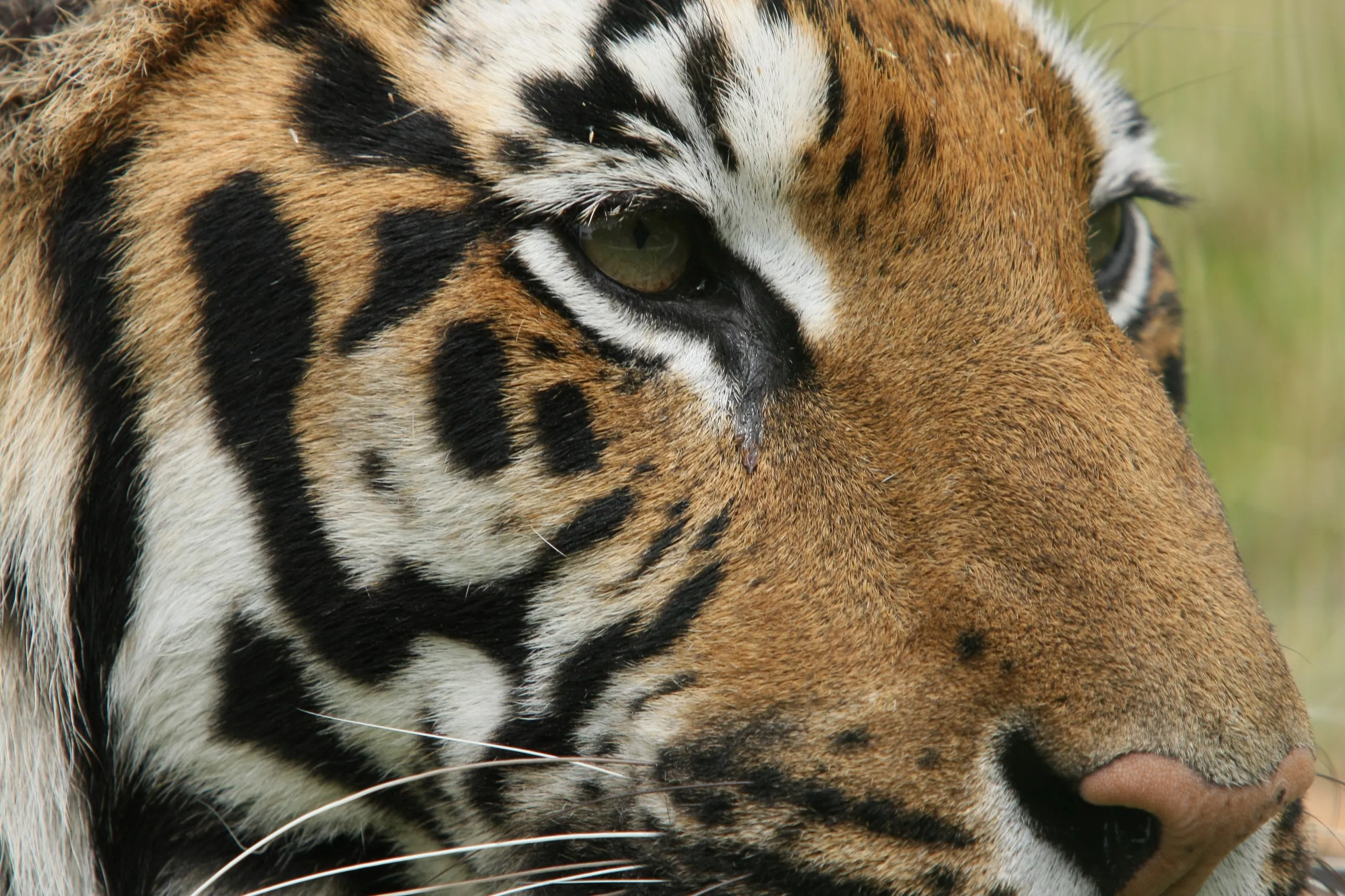 Tiger Life
