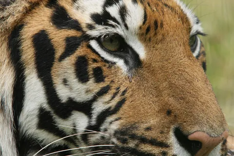 Tiger Life