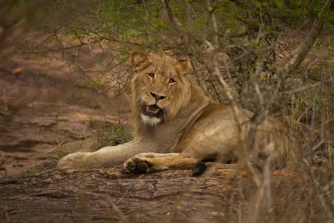 Adolescent Male Lion