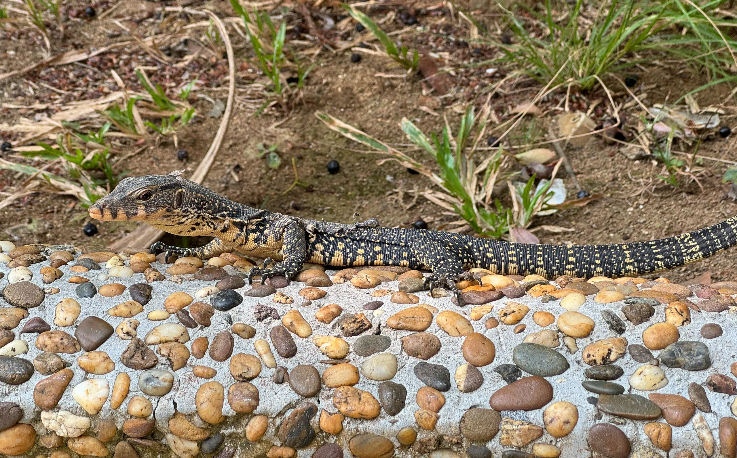 Baby Monitor Lizard, Merlin Resort