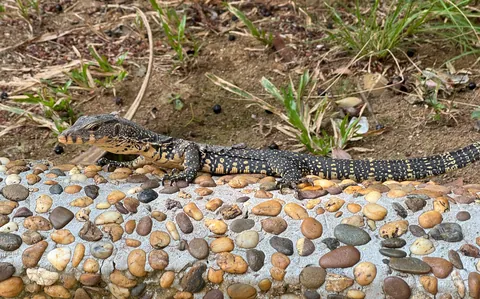 Baby Monitor Lizard, Merlin Resort