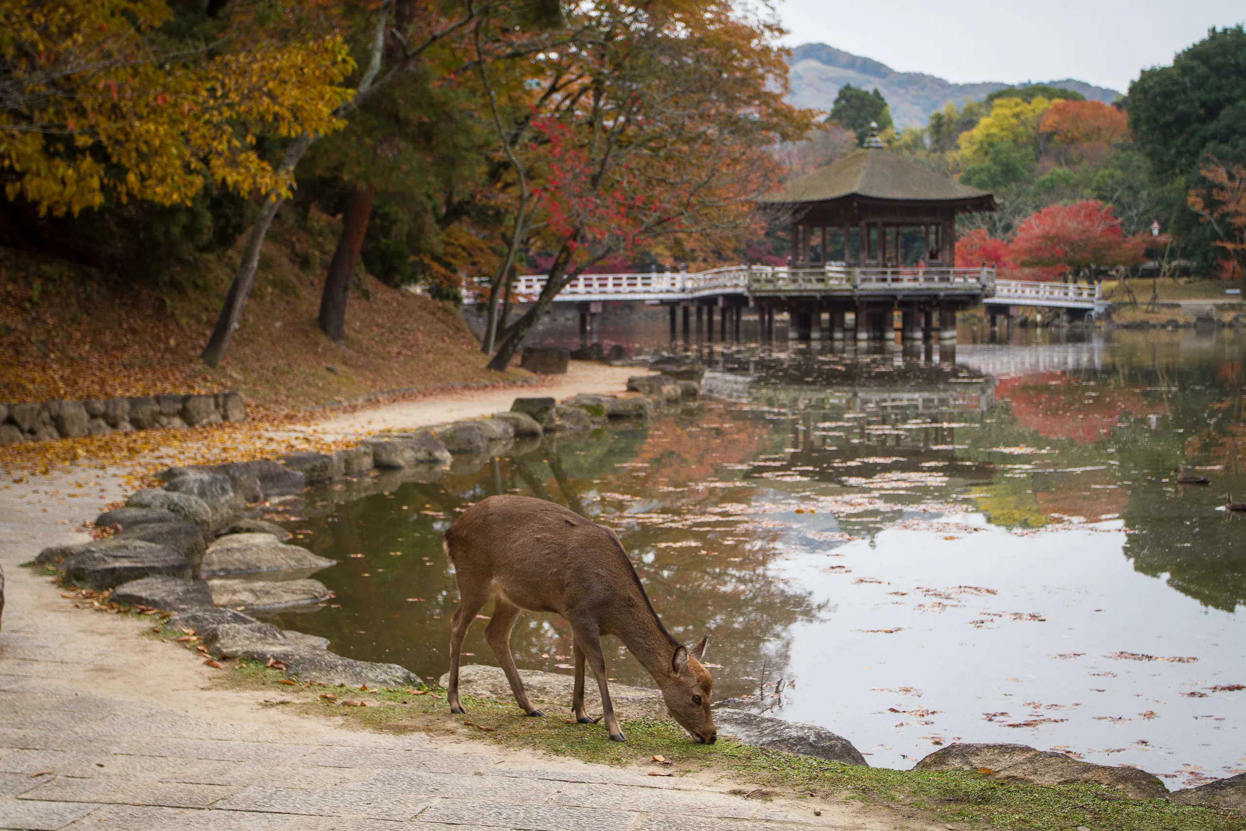 Deer grazing near Sagiike Pond, Nara Park