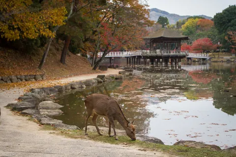 Deer grazing near Sagiike Pond, Nara Park