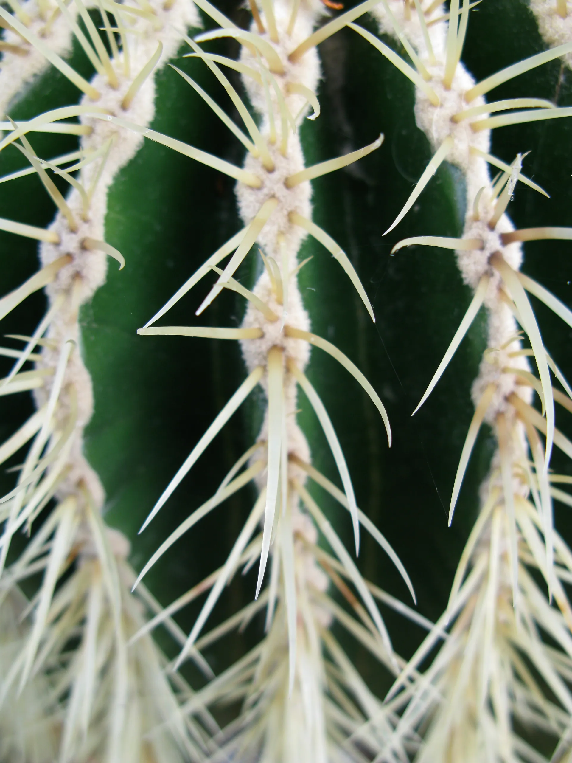 Oxford Botanic Gardens
