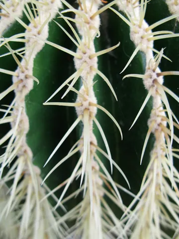 Oxford Botanic Gardens