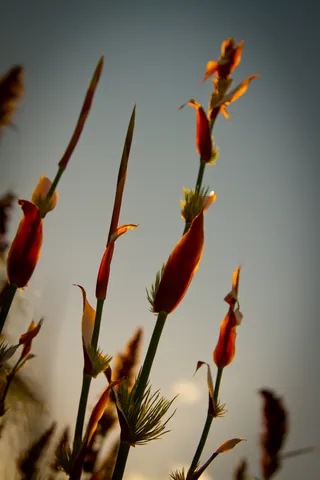 Kirstenbosch Gardens