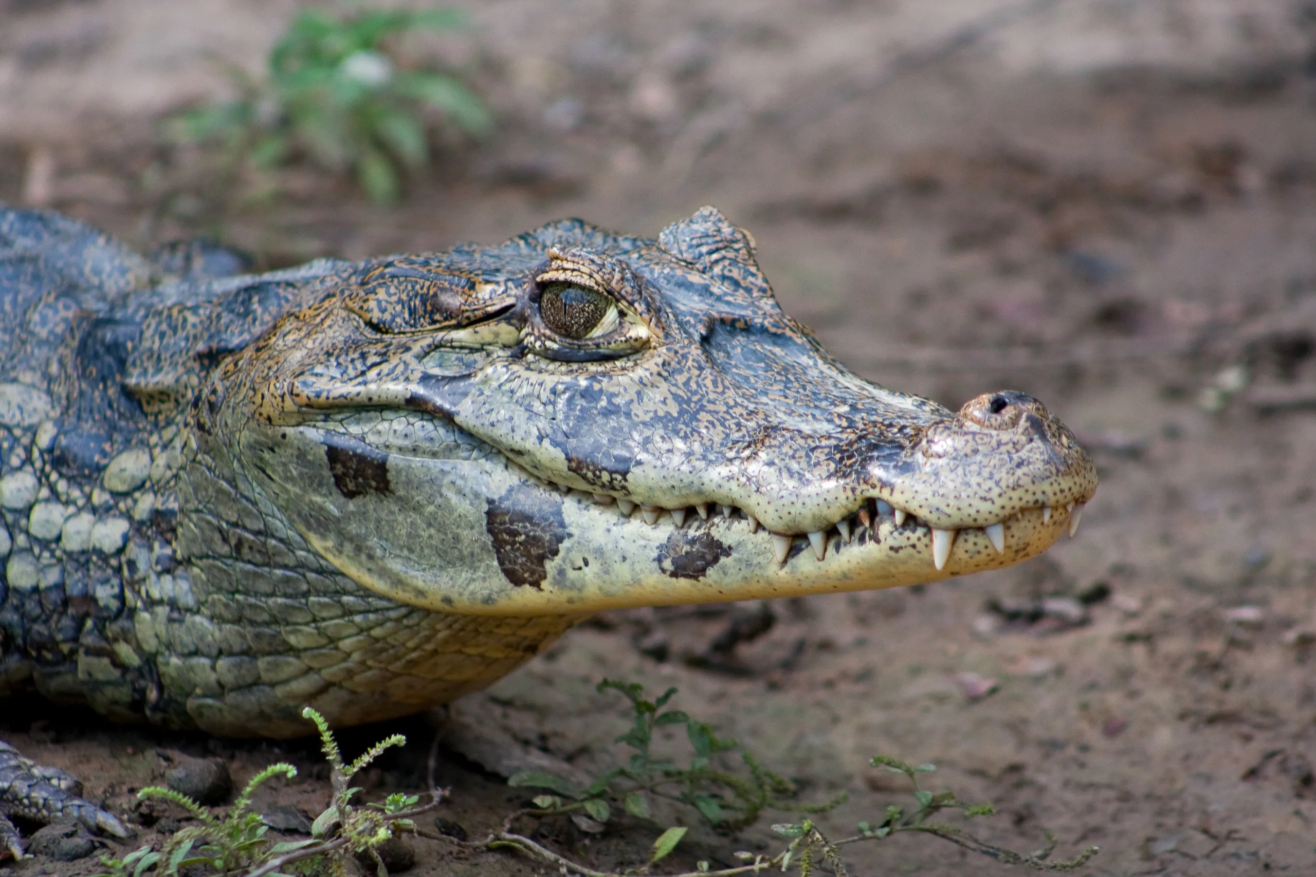 Caiman Closeup