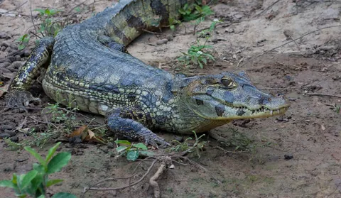 Caiman Body Shot