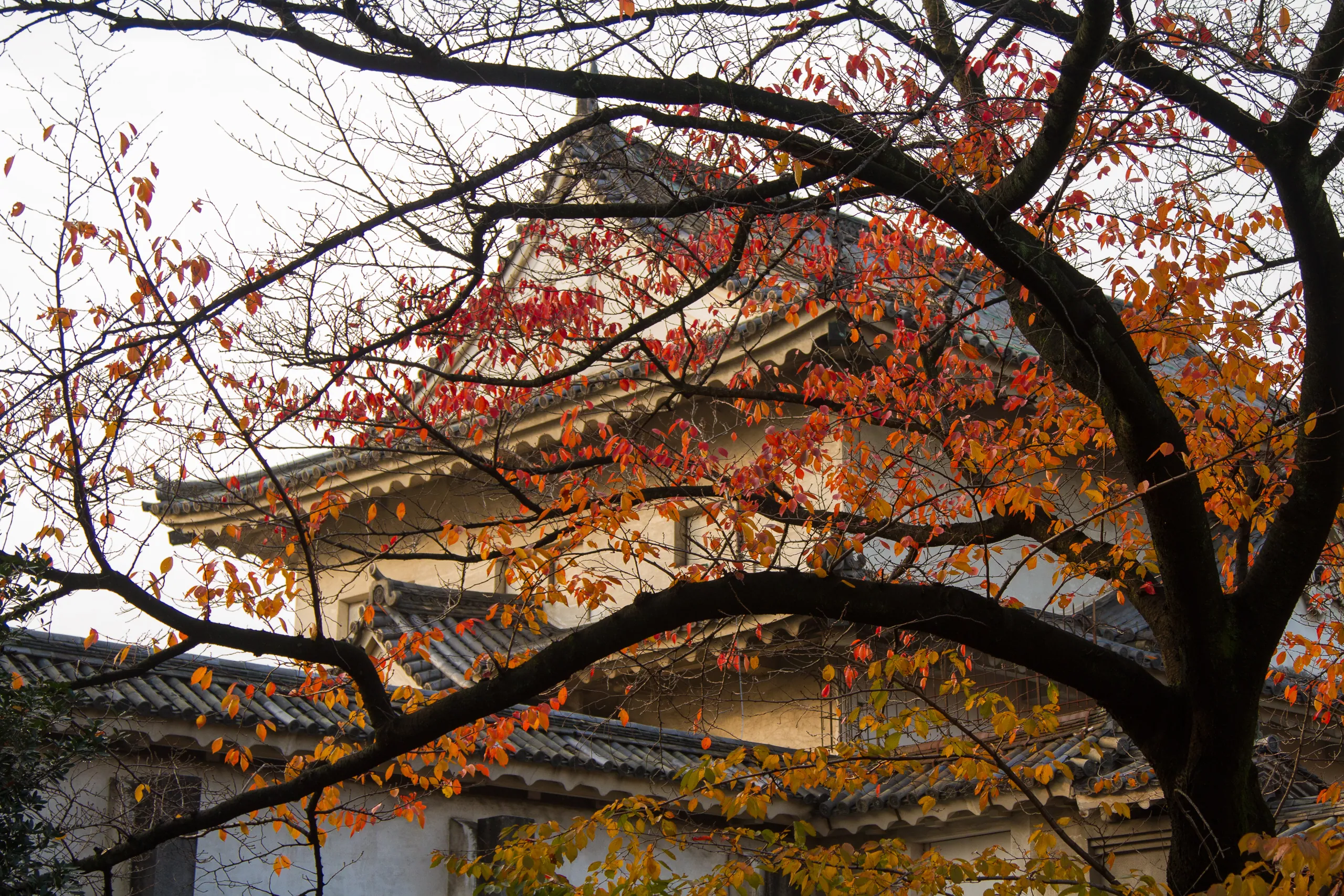 Osaka Castle and Autumn Colours