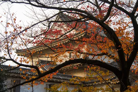 Osaka Castle and Autumn Colours